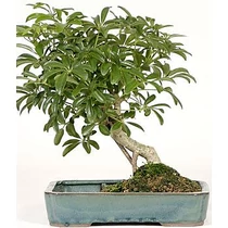 Hawaiian Umbrella Tree Bonsai Dishgarden